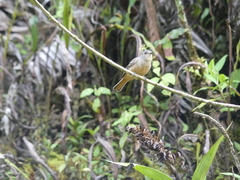 Knipolegus poecilurus