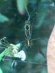 Trichonephila clavata