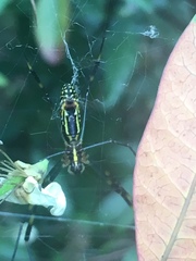 Trichonephila clavata