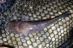 Pylodictis olivaris