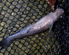 Pylodictis olivaris