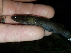 Pylodictis olivaris