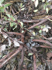 Arctostaphylos nissenana