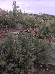 Arctostaphylos nissenana