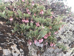 Arctostaphylos nissenana
