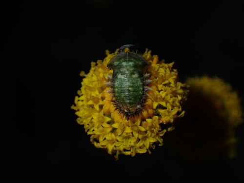 Cassida hyalina