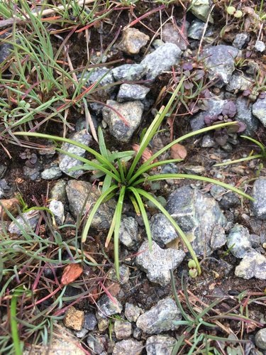 Image of Isoetes nuttallii by (c) Matt Berger, some rights reserved (CC BY)