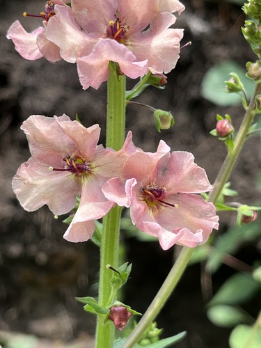 Verbascum × rubiginosum, photograph 4