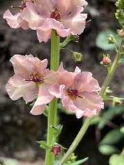 нина рафаиловна, CC BY, iNaturalist via GBIF Verbascum × rubiginosum, photograph нина рафаиловна, CC BY, iNaturalist via GBIF