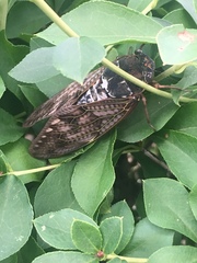 Graptopsaltria nigrofuscata