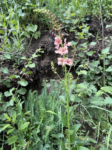 Verbascum × rubiginosum, photograph 5