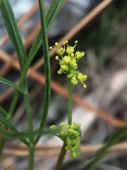 Lomatium marginatum marginatum