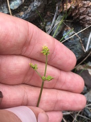 Lomatium marginatum marginatum