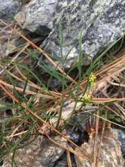 Lomatium marginatum marginatum