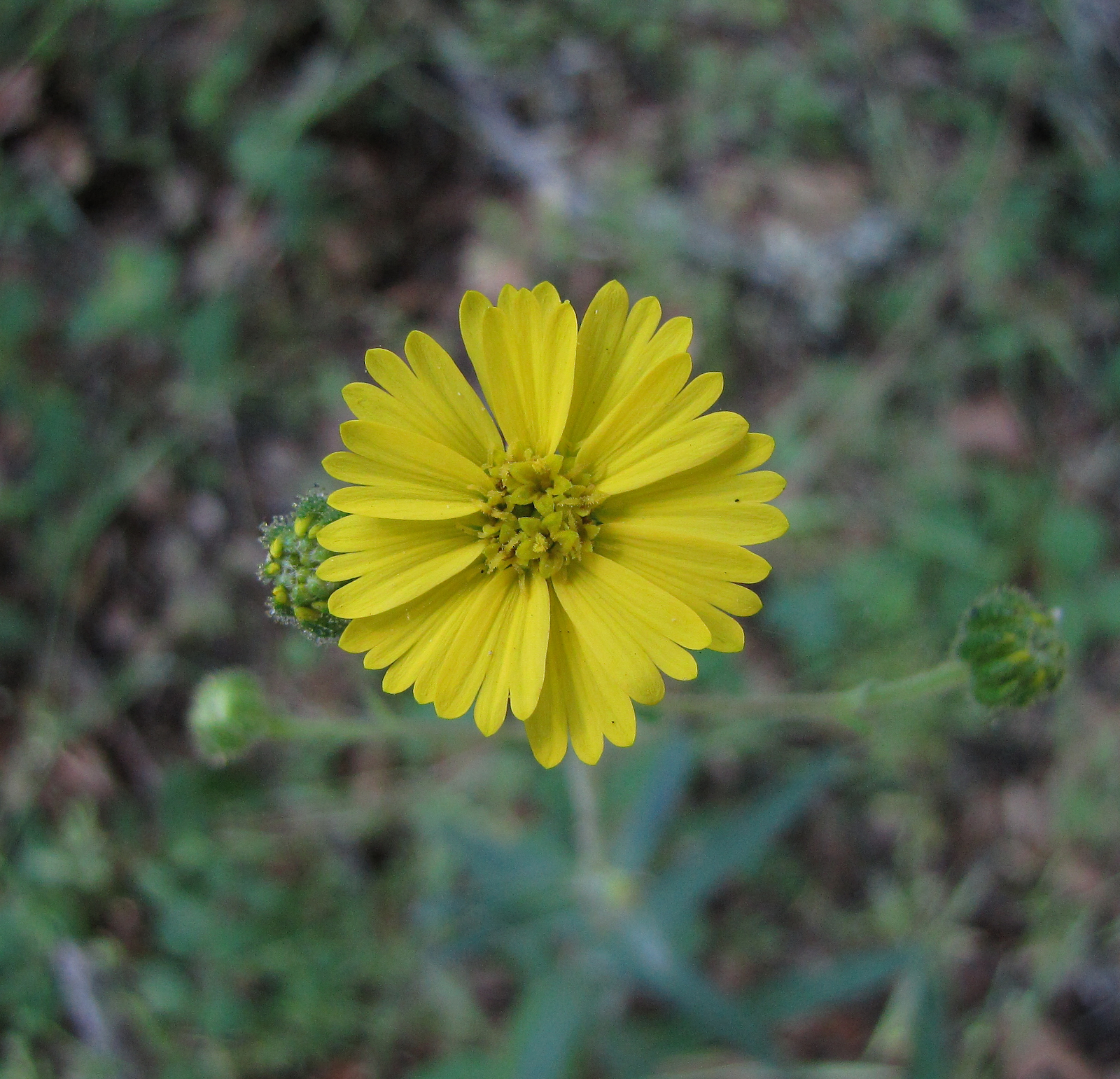 Anisocarpus