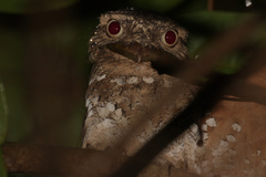 Batrachostomus moniliger