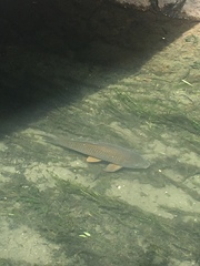 Cyprinus rubrofuscus