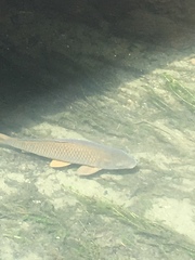 Cyprinus rubrofuscus