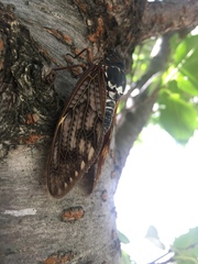 Graptopsaltria nigrofuscata