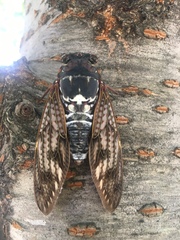 Graptopsaltria nigrofuscata