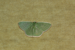 Nemoria dentilinea