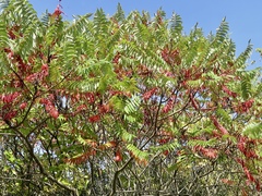 Rhus typhina