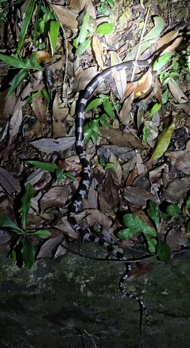 Futsing Wolf Snake