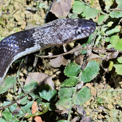 Futsing Wolf Snake