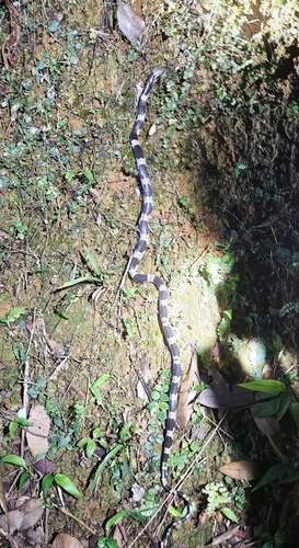 Futsing Wolf Snake