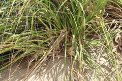 Austroderia splendens