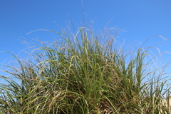 Austroderia splendens