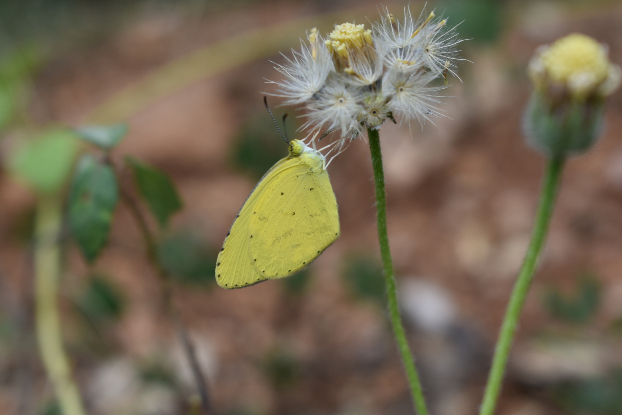 Small Grass Yellow