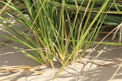 Austroderia splendens