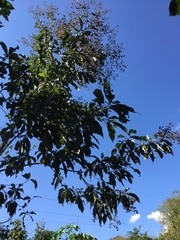 Cordia alliodora