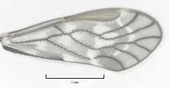 Pseudocaeciliidae