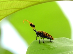 Aristobia approximator