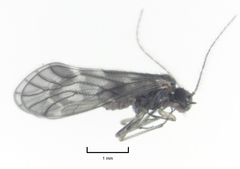 Pseudocaeciliidae