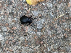 Timarcha tenebricosa