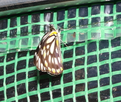 Belenois java teutonia