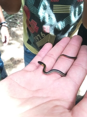 Erythrolamprus melanotus