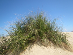 Austroderia splendens