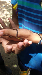 Erythrolamprus melanotus