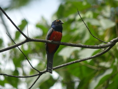 Trogon curucui