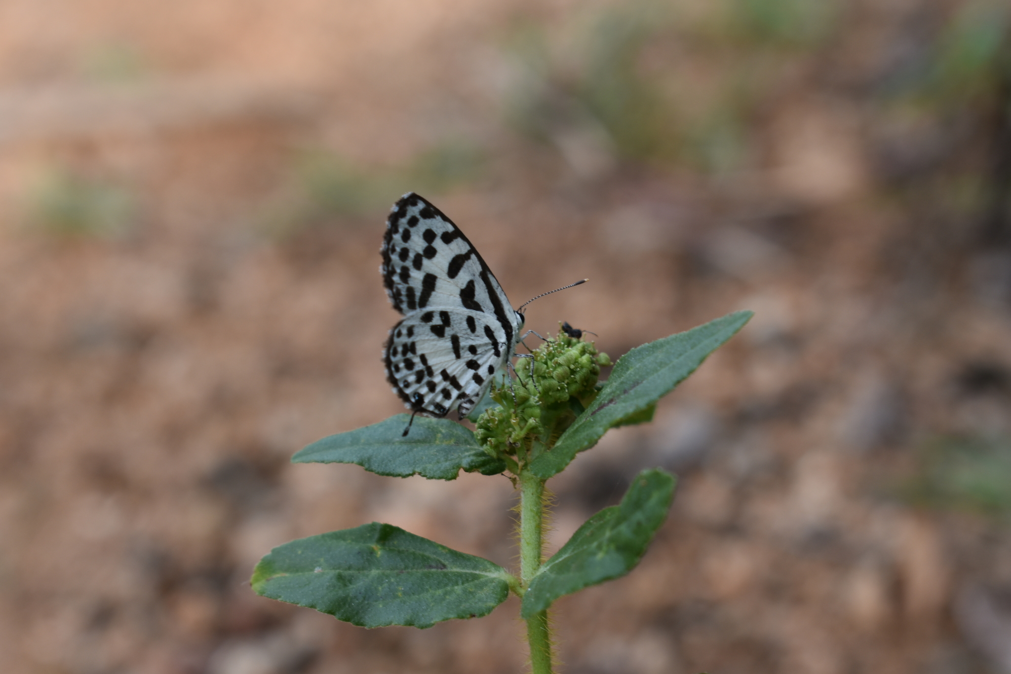 Common Pierrot