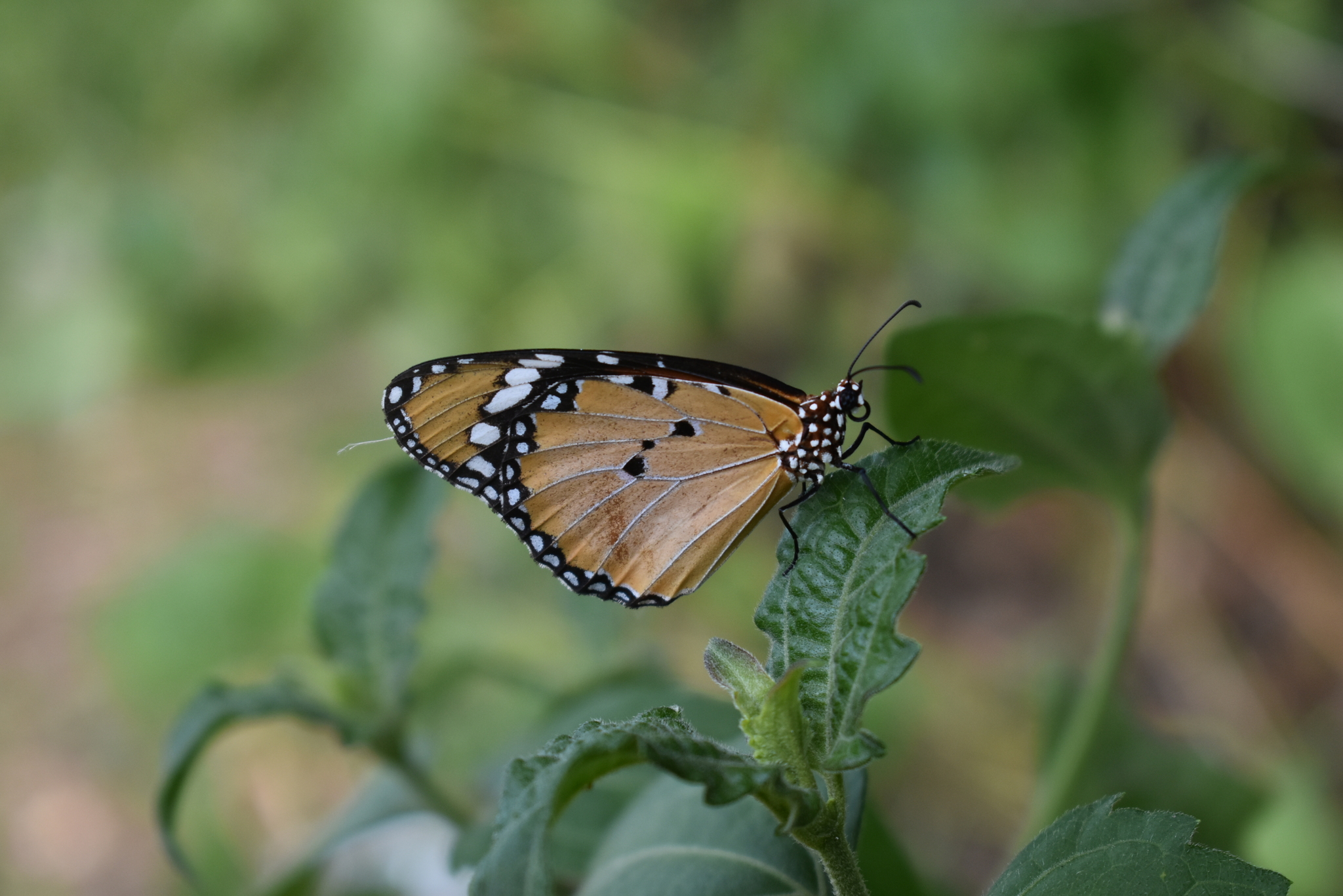 Plain Tiger