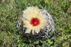 Coryphantha retusa