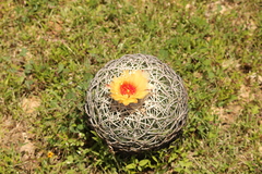 Coryphantha retusa