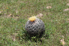 Coryphantha retusa