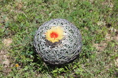 Coryphantha retusa