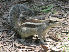 Funambulus pennantii